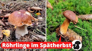 Steinpilze Rotkappen amp Maronen 🍄 Ein Korb voll Speisepilze [upl. by Lanos802]