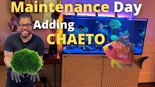 Adding Chaeto Macro Algae Maintenance Day [upl. by Aleunamme]