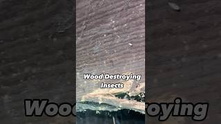 Wood Destroying Insects inspector wdo postandbeam oldhouse portland [upl. by Orabla224]