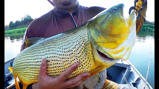 DOURADO GIGANTE NO RIO MOGI GUAÇU  SP [upl. by Elyrrad]