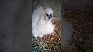 chicken hen silkiechickenfarm shorts youtubeshorts eggs [upl. by Gardener492]