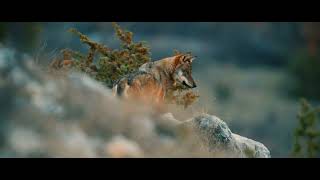 The Wolf Within A Timely Call to Protect Europe’s Wolves  TRAILER ENG [upl. by Peatroy]