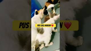 Catshorts kucinglucu food makan [upl. by Ived319]