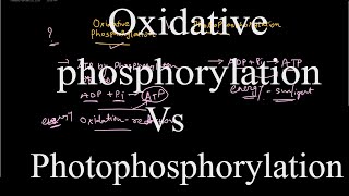 Oxidative phosphorylation vs Photophosphorylation [upl. by Anitsyrk]