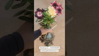 Rare Imported Adenium Flower Plant Online Shopping 🪴 adenium plants gardening flower [upl. by Brendis]