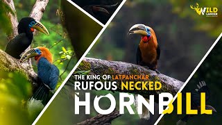 The Rufous Necked Hornbill  Hornbill  Bird Photography at Latpanchar [upl. by Kcirdehs]