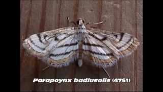 Part 6 Common Aquatic Crambid and Pyraustine Moths Family Crambidae [upl. by Scully]