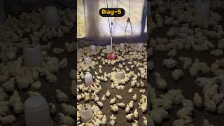 Day5  Chicks Breeds for Poultry Farming chicks poultryfarming shorts [upl. by Oreste]