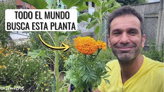 La PLANTA MÁS BUSCADA por los agricultores para su huerta ecológica TAGETES  en20metros [upl. by Alahcim]