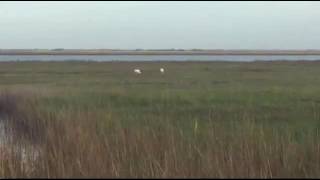 Nov 22 2016 Whooping cranes Aransas National Wildlife Refuge Texas [upl. by Ahsilrak714]