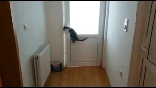 Smartest Cat In The World Open Multiple Doors [upl. by Magdaia]