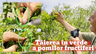 Taierea in verde a pomilor fructiferi pentru incepatori [upl. by Thirzia]