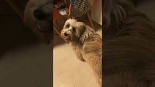 Barney dog toying around  a typical Tibetan terrier [upl. by Schlenger243]