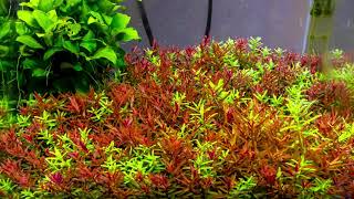 Timelapse Rotala Rotundifolia quotgreenquot and Hra [upl. by Gnoud]