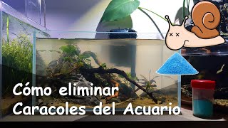 Cómo Eliminar o Controlar Plagas de Caracoles en Acuario  Todo lo que Debes Saber [upl. by Akerdnuhs733]