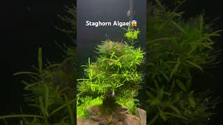 Staghorn Algae Battle fishtank aquascape fish fishaquarium algae [upl. by Ozner997]