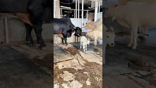 Cute Baby Cow and Big Big Bulls from SAC Agro  SAC Agro 2025 [upl. by Llorre]