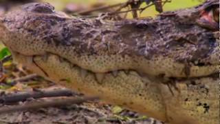 Jaguar Found Inside the Big Black Caiman  Brazil [upl. by Annibo592]