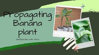 Propagating banana Musa ensete maureli [upl. by Dupre]