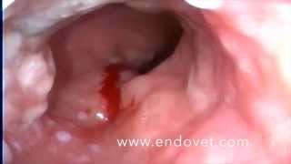 Rectal adenocarcinoma dog colonoscopy [upl. by Billat]