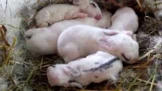 6 Day Old Baby Rabbits in their Nest [upl. by Atteynek]