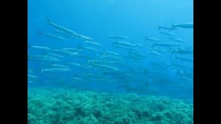 BARRACUDA Sphyraena sphyraena [upl. by Price]