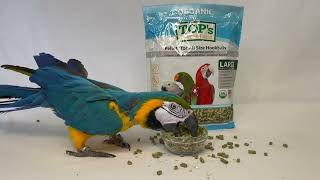 Macaw eating TOPs Parrot Food [upl. by Philipines]