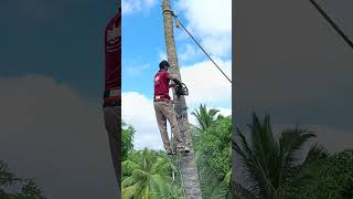 Pattukkottai sabarinathan tree cutter [upl. by Kostman83]