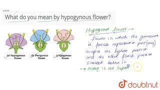 What do you mean by hypogynous flower [upl. by Octavius]