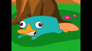 Perry the Platypus Noise [upl. by Toomin899]