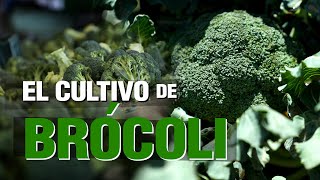 El Cultivo de BRÓCOLI  BROCCOLI Crop [upl. by Eleira]