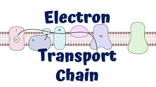 Electron Transport Chain Animation  ATP synthesis [upl. by Rianna332]