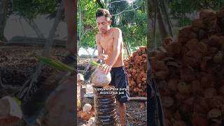 Harga kelapa bulat mahal kelapa [upl. by Tillfourd]