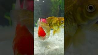 Golden fish goldfish fishing fish breeding fishingvideo goldenfish fishlover whale breed [upl. by Wilser138]