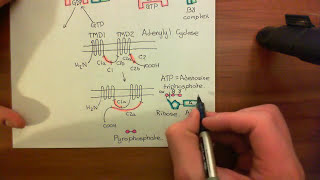 The Opioid Receptors Part 4 [upl. by Bunde]