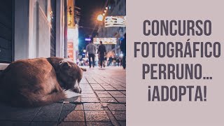 Concurso fotográfico perruno… ¡Adopta [upl. by Frederick]