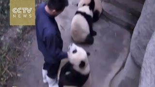 Cute alert Four baby pandas playing with zookeeper [upl. by Jori]