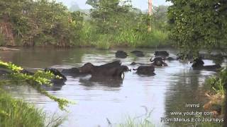 Wild Water Buffaloes amp Water Buffaloes In The Wild [upl. by Zsuedat]