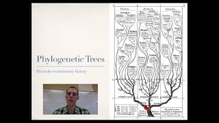 Phylogeny [upl. by Phaidra200]