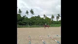 Zuris horseback riding lessons Oct 2024 trotting smoothride [upl. by Cence]