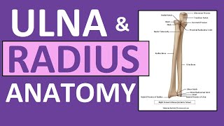 Radius and Ulna Anatomy and Physiology Forearm Bones [upl. by Rezeile]