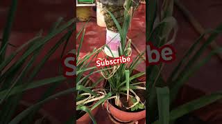 Maadi thottam Sambangi flower  Tuberose plant easy maintenance Terrace garden  farming  tips [upl. by Leahpar813]