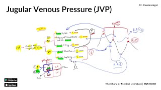 Jugular venous pressure JVP  Physiology  INICET NEET PG FMGE  Dr Pawan nagar [upl. by Fabien]