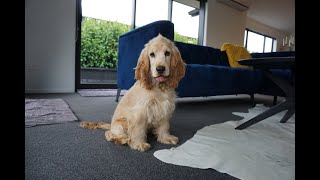 Golden Cocker Spaniel Puppy from NZ  First 6 Months [upl. by Kurland]