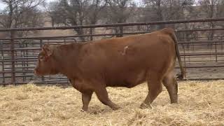 Lot 16  2024 PHG Princesses of the Prairie  Gelbvieh Female Sale [upl. by Akemyt333]