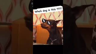 Dog Outsmarts Owner Proves Hes the Smartest Dog [upl. by Sabella]