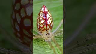 Les 5 plus belles ARAIGNÉES du monde 🕷️😍 [upl. by Arramat]