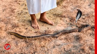 King Cobra Bite Fatal Encounters with Deadly Snakes [upl. by Anilatak481]