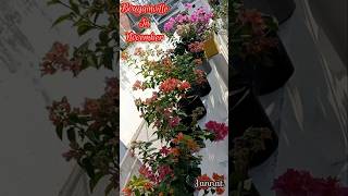 Bougainville  Vibrant n colourful bougainvillea flowers shortvideo [upl. by Lopes862]