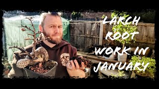 Larch repot and root work in January Is it to soon [upl. by Pansie853]